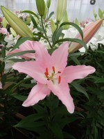 [4287 Catone VWS No102.JPG]